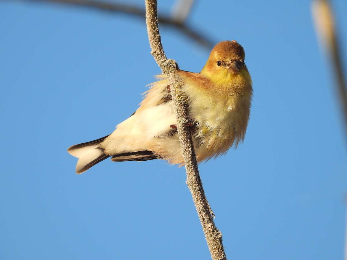 American Goldfinch - ML646644754