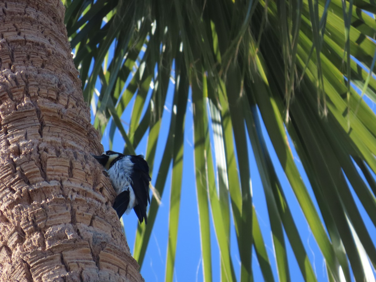 Palamut Ağaçkakanı - ML646644761