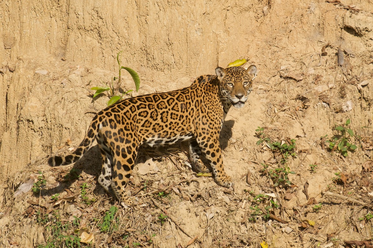 Jaguar - ML646644762