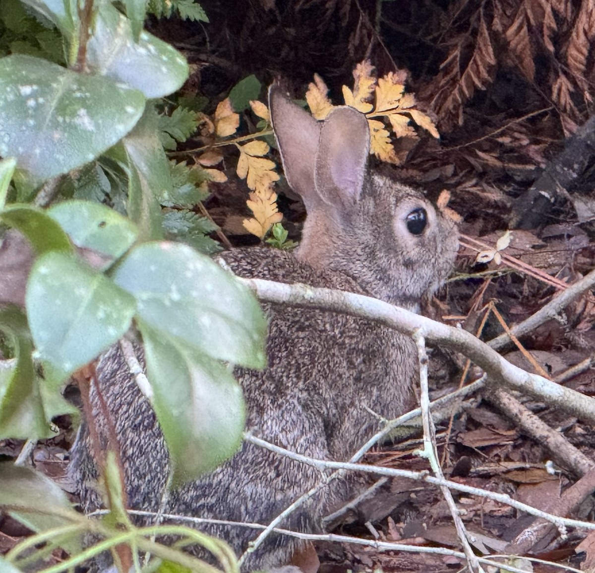 ארנב כותנה מזרחי - ML646644763