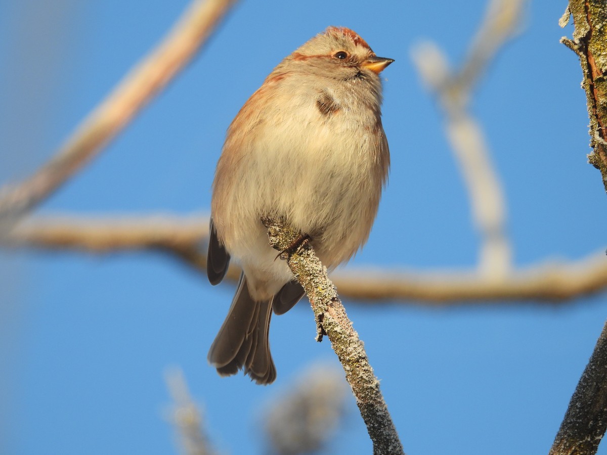 American Tree Sparrow - ML646644767