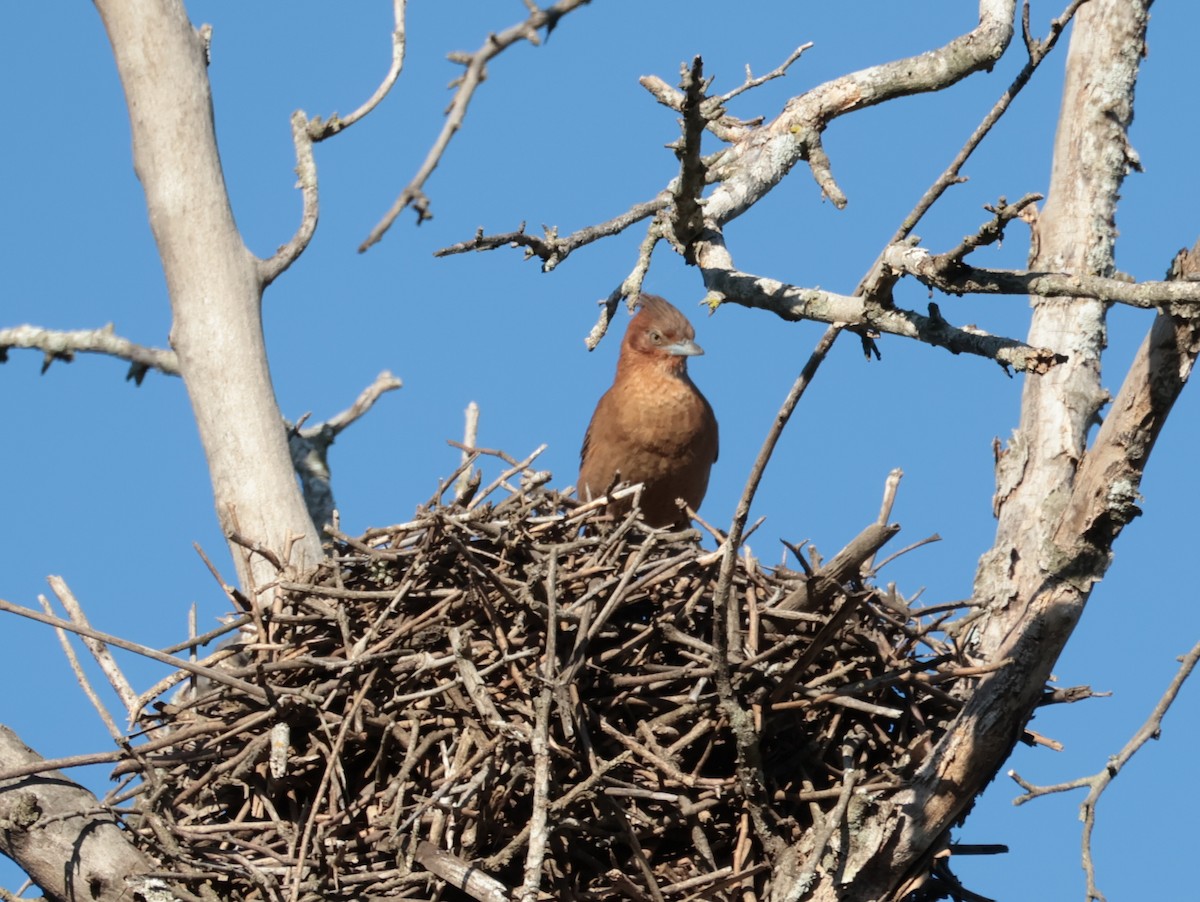 Brown Cacholote - ML646644769