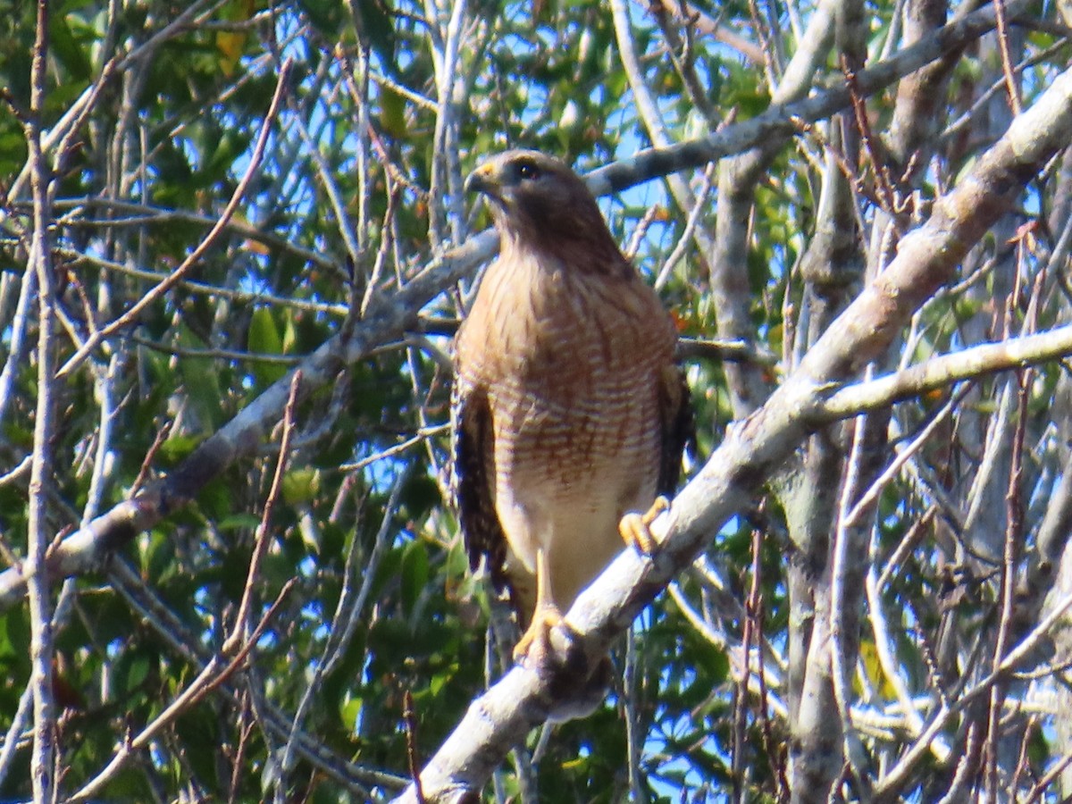 Красноплечий канюк - ML646644778