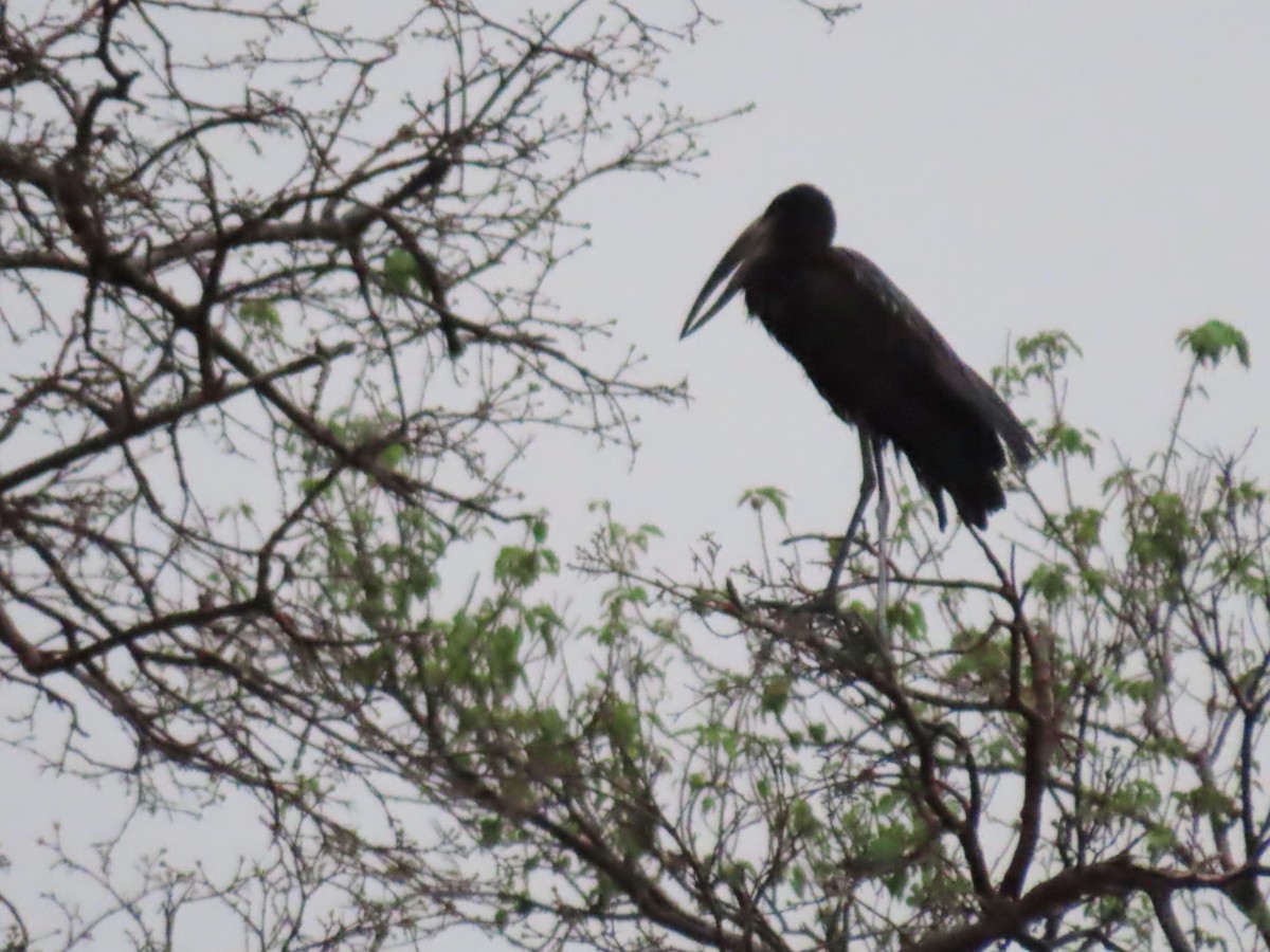 Африканский аист-разиня - ML646644782