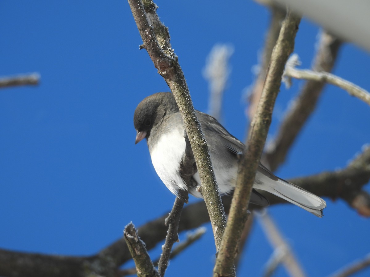 Dark-eyed Junco (Slate-colored) - ML646644783