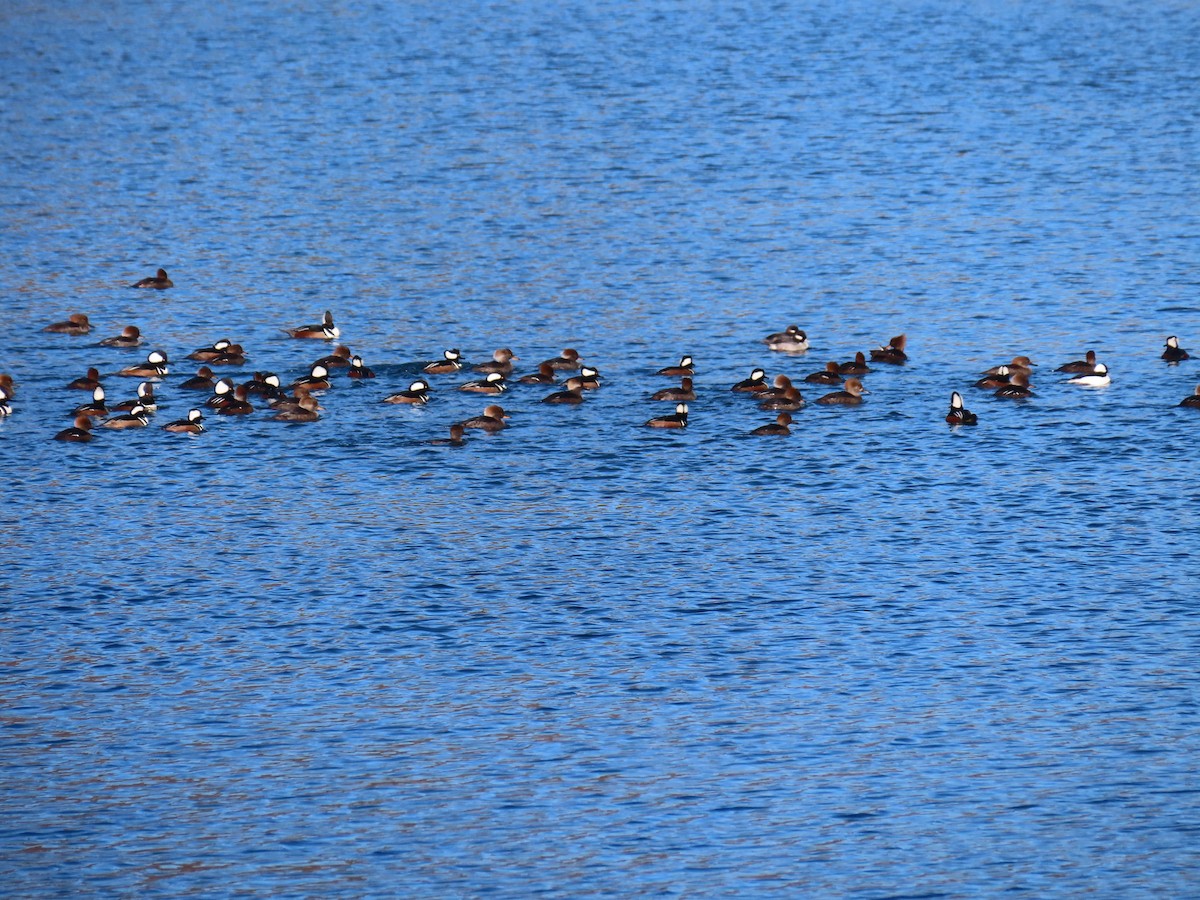 Hooded Merganser - ML646644787