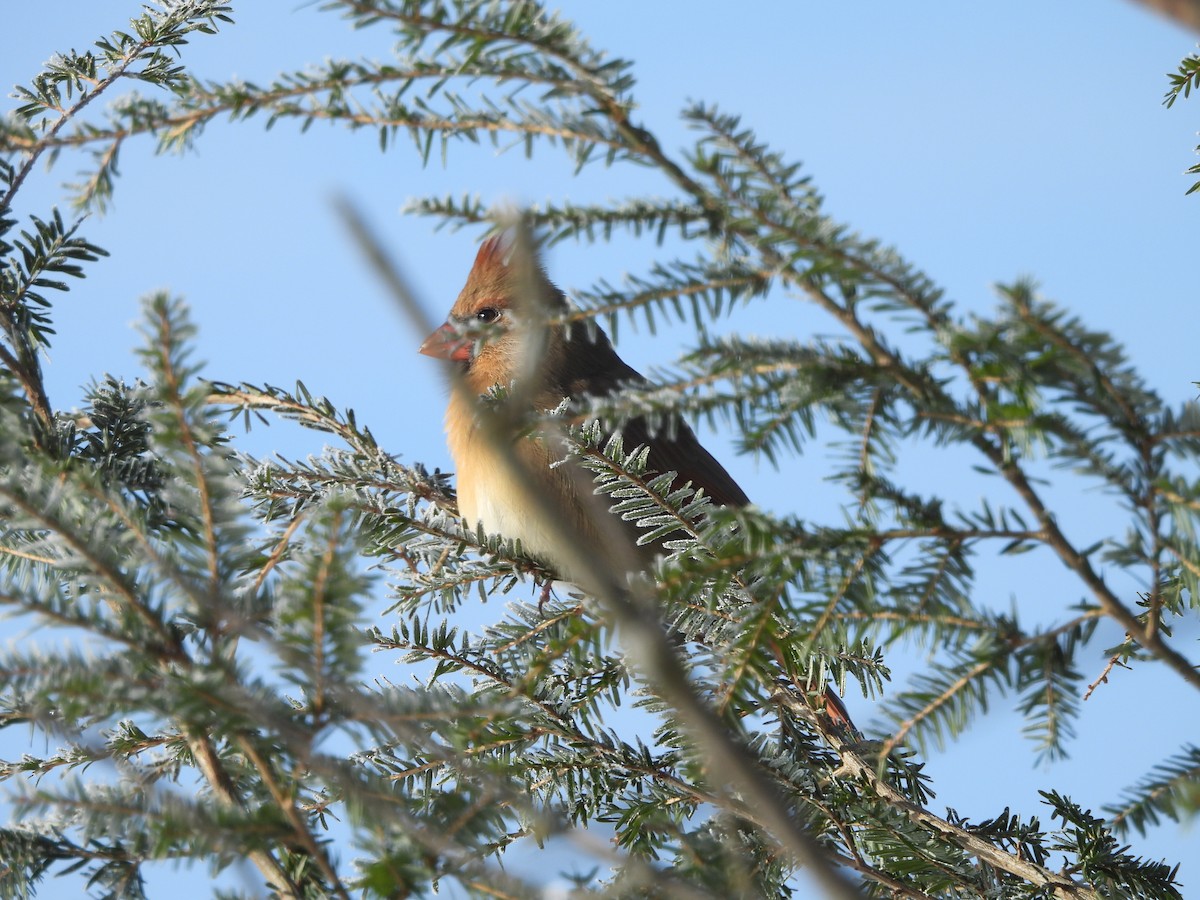 Northern Cardinal - ML646644788