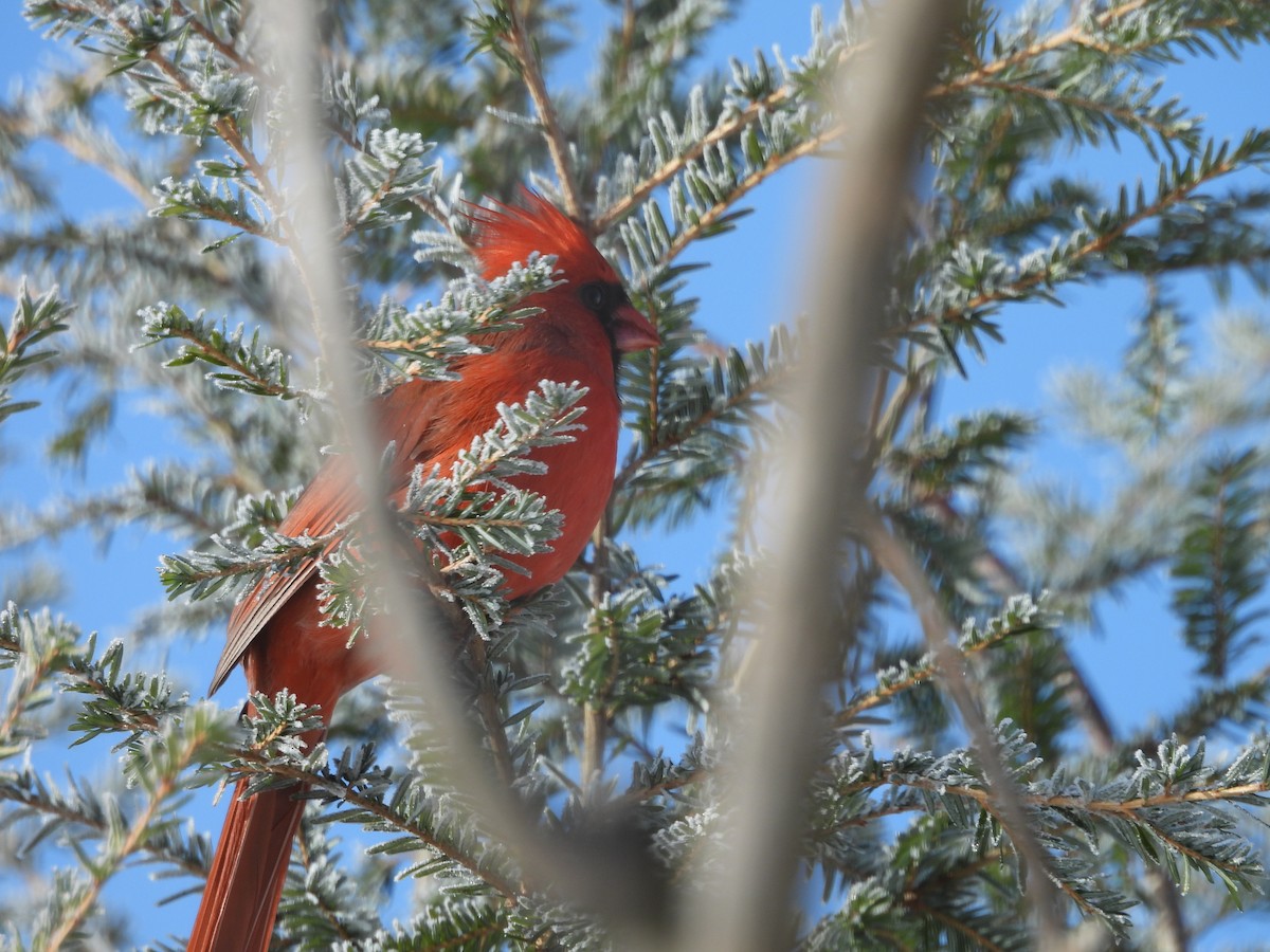 Northern Cardinal - ML646644789