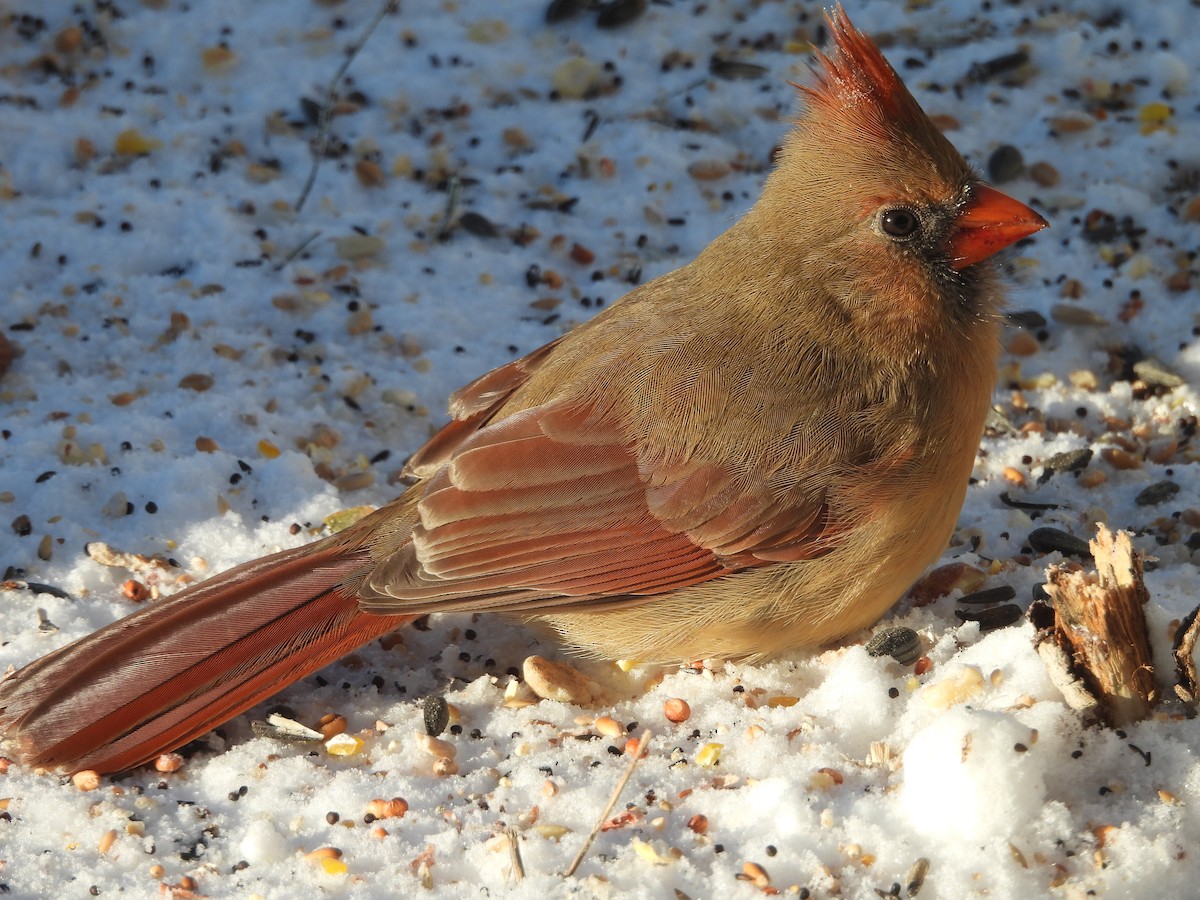 Northern Cardinal - ML646644790