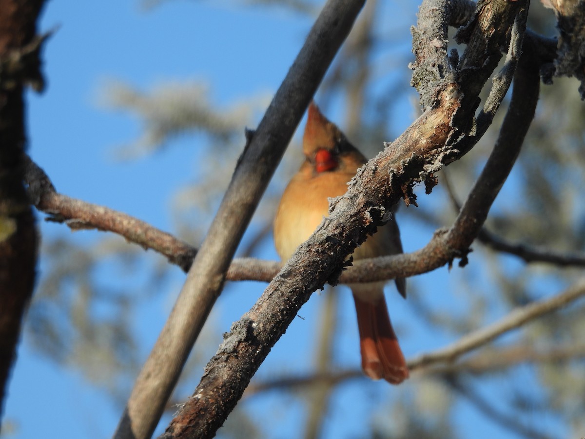 Northern Cardinal - ML646644791