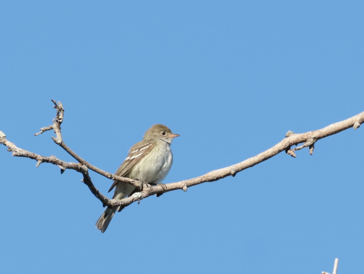 Small-billed Elaenia - ML646644794