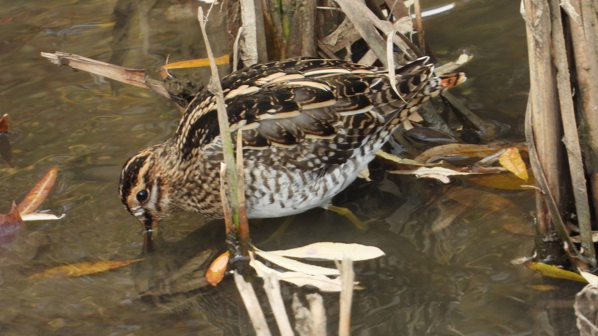 田鷸 - ML646644799