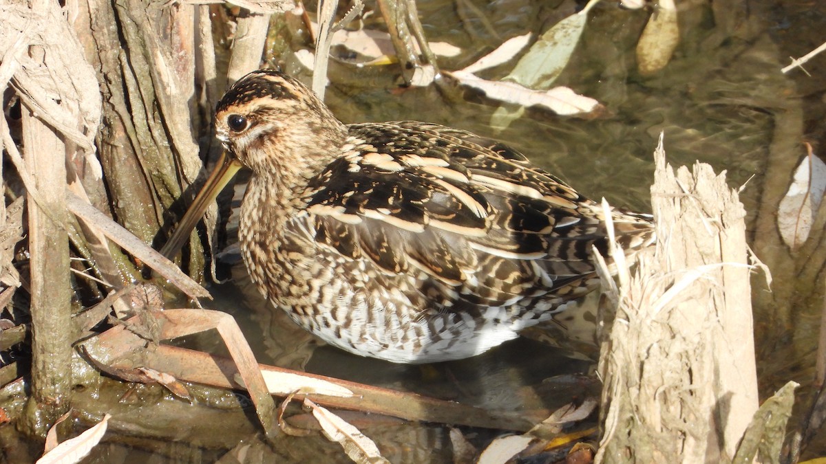 田鷸 - ML646644800