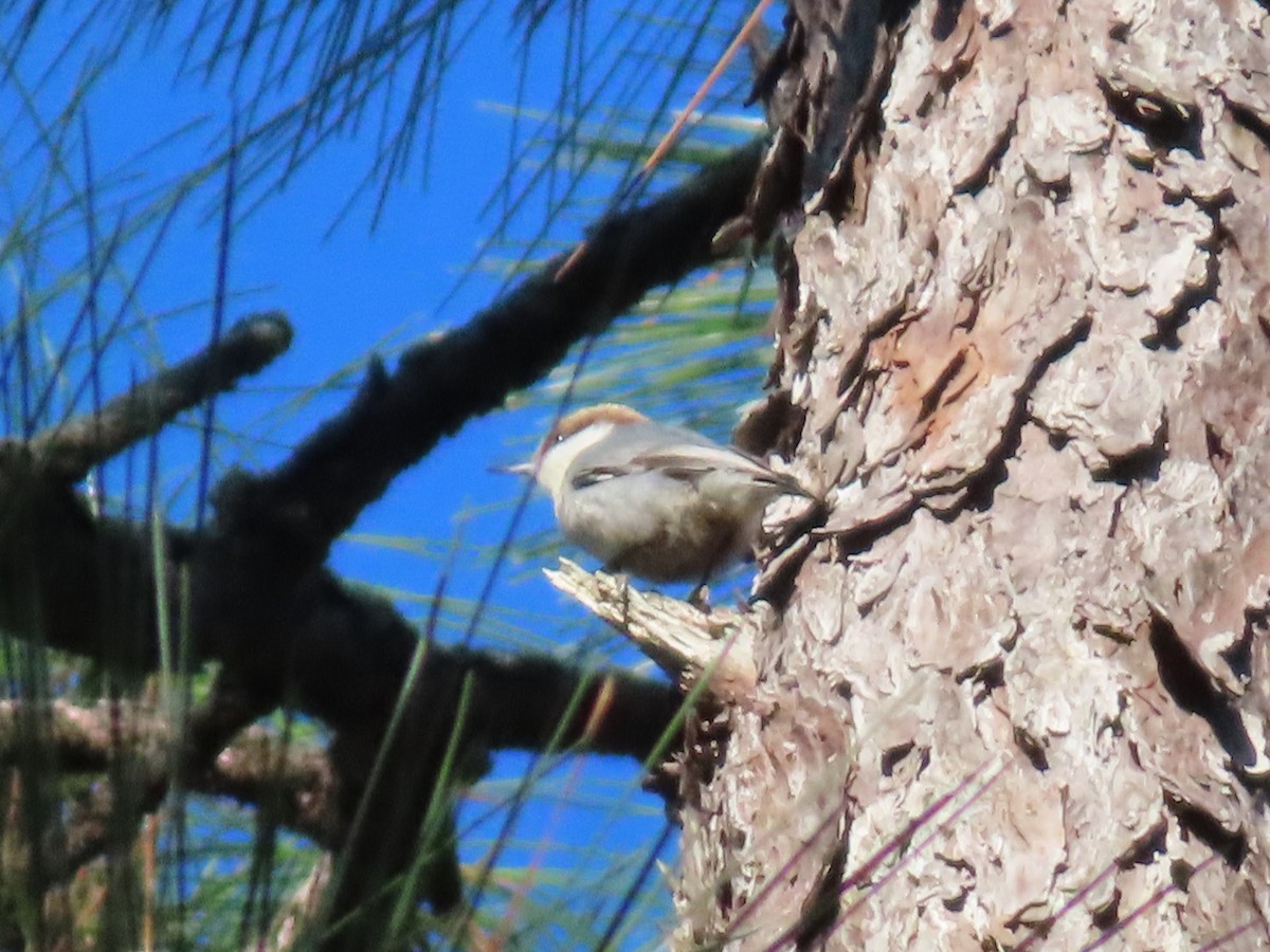 Буроголовый поползень - ML646644802