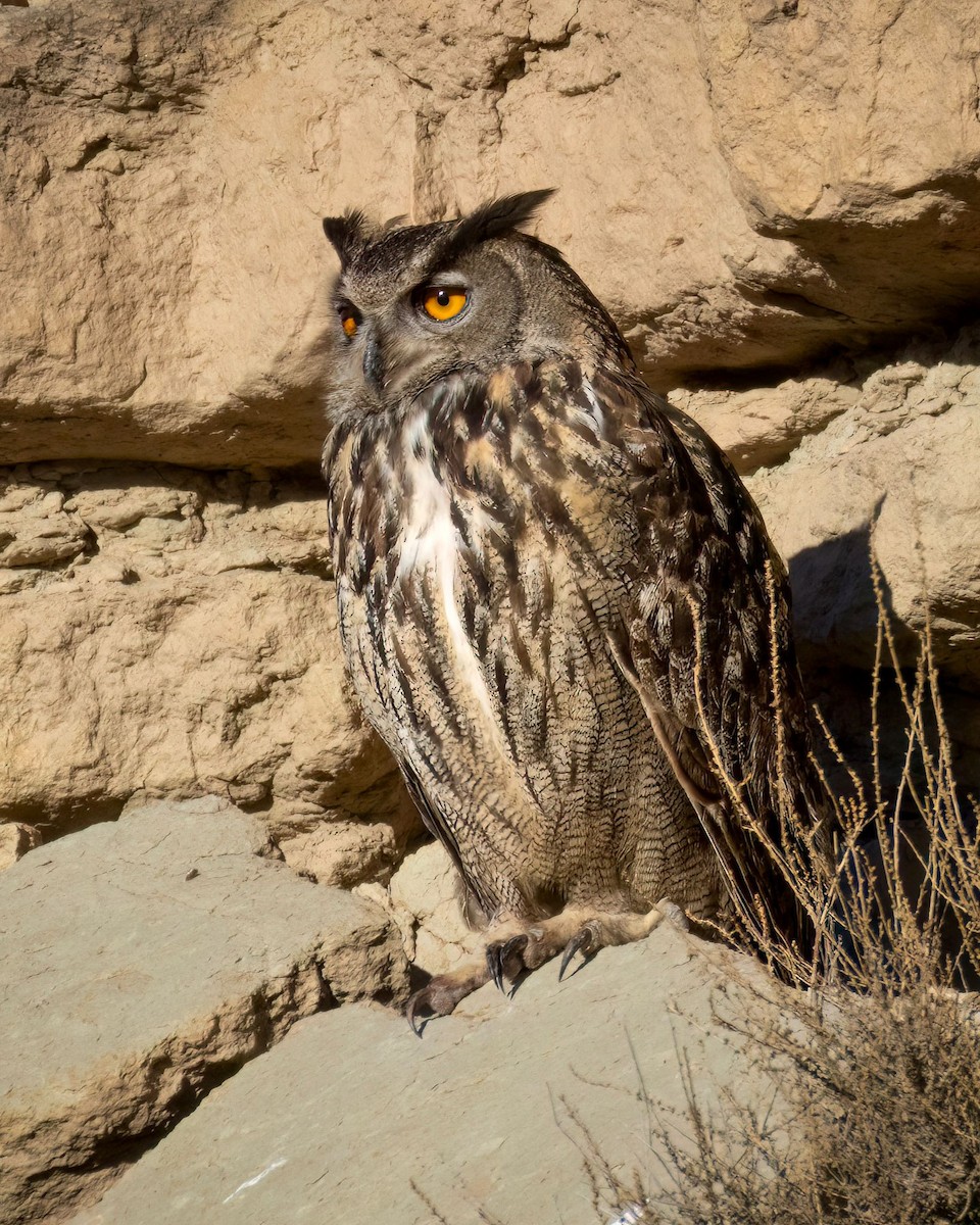 Eurasian Eagle-Owl - ML646644803