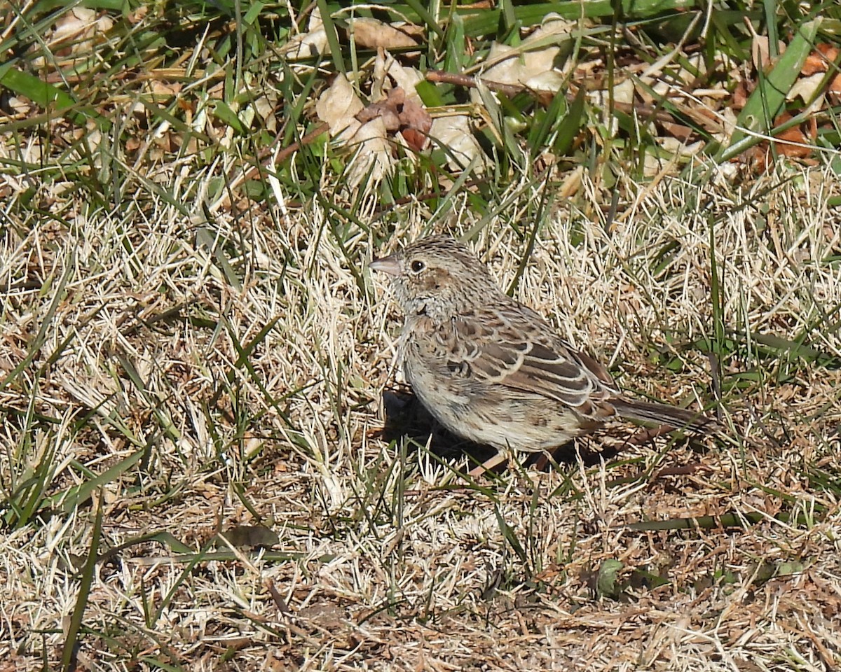 Cassin's Sparrow - ML646644804