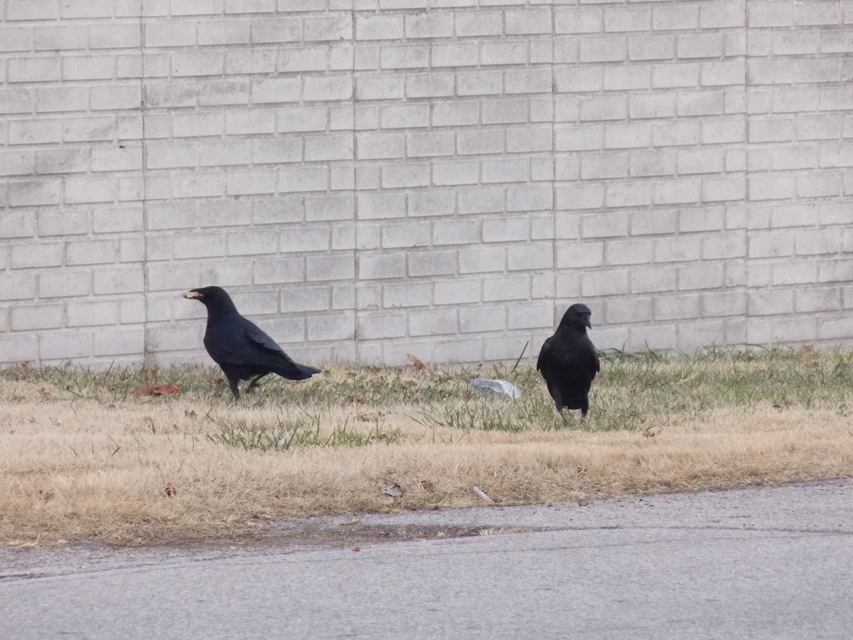 American Crow - ML646644809