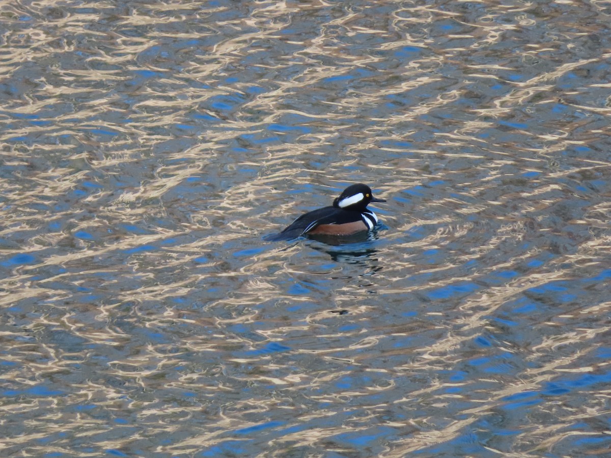 Hooded Merganser - ML646644815