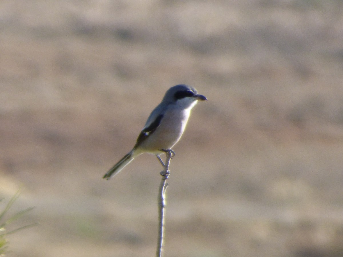 Iberian Gray Shrike - ML646644817