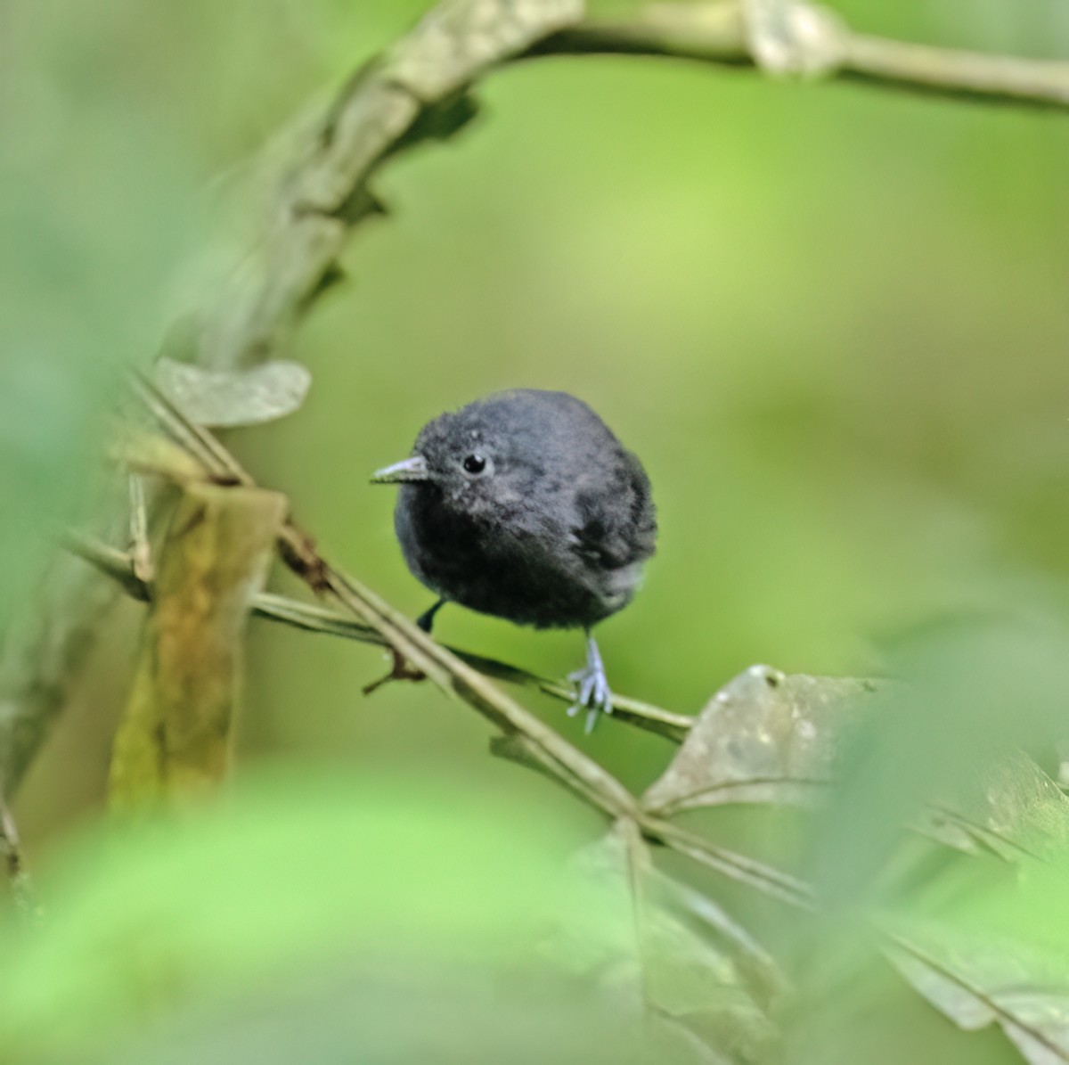 Plain-winged Antwren - ML646644822