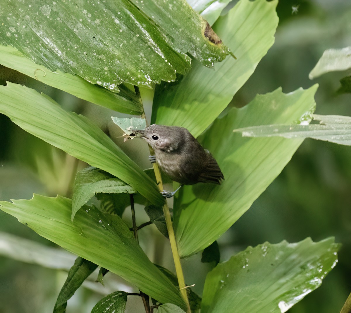 Plain-winged Antwren - ML646644823