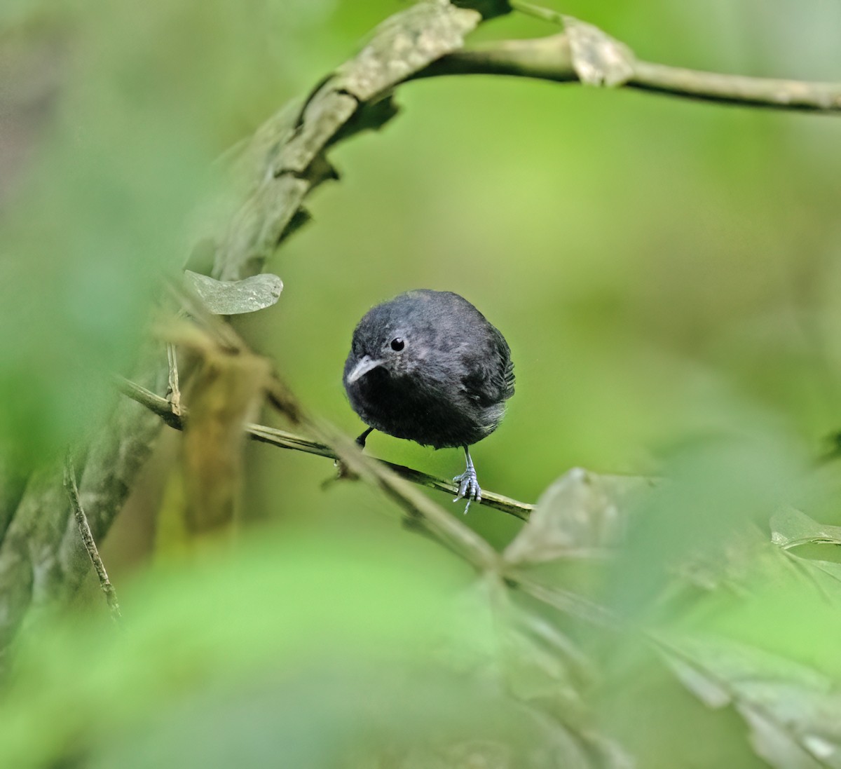 Plain-winged Antwren - ML646644824