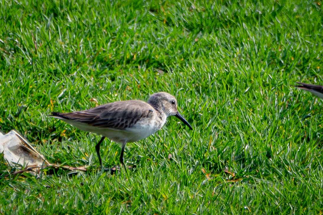 Dunlin - ML646644826