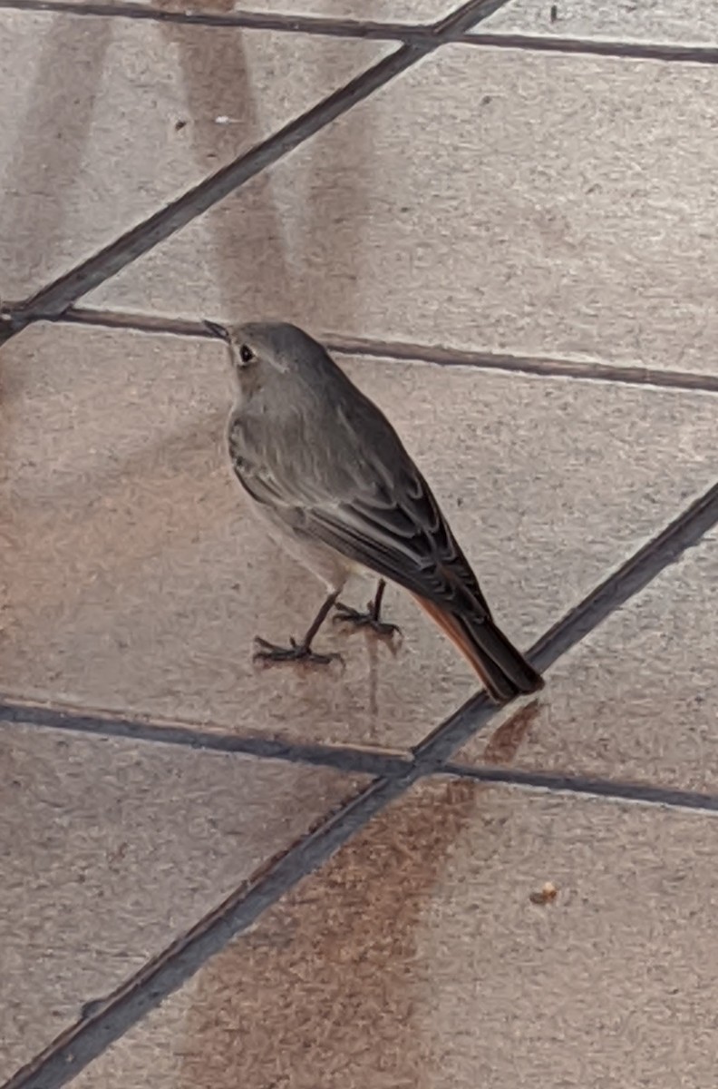 Black Redstart - ML646644827