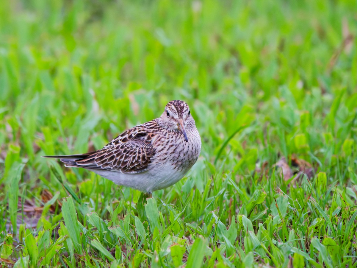 Pectoral Sandpiper - ML646644828