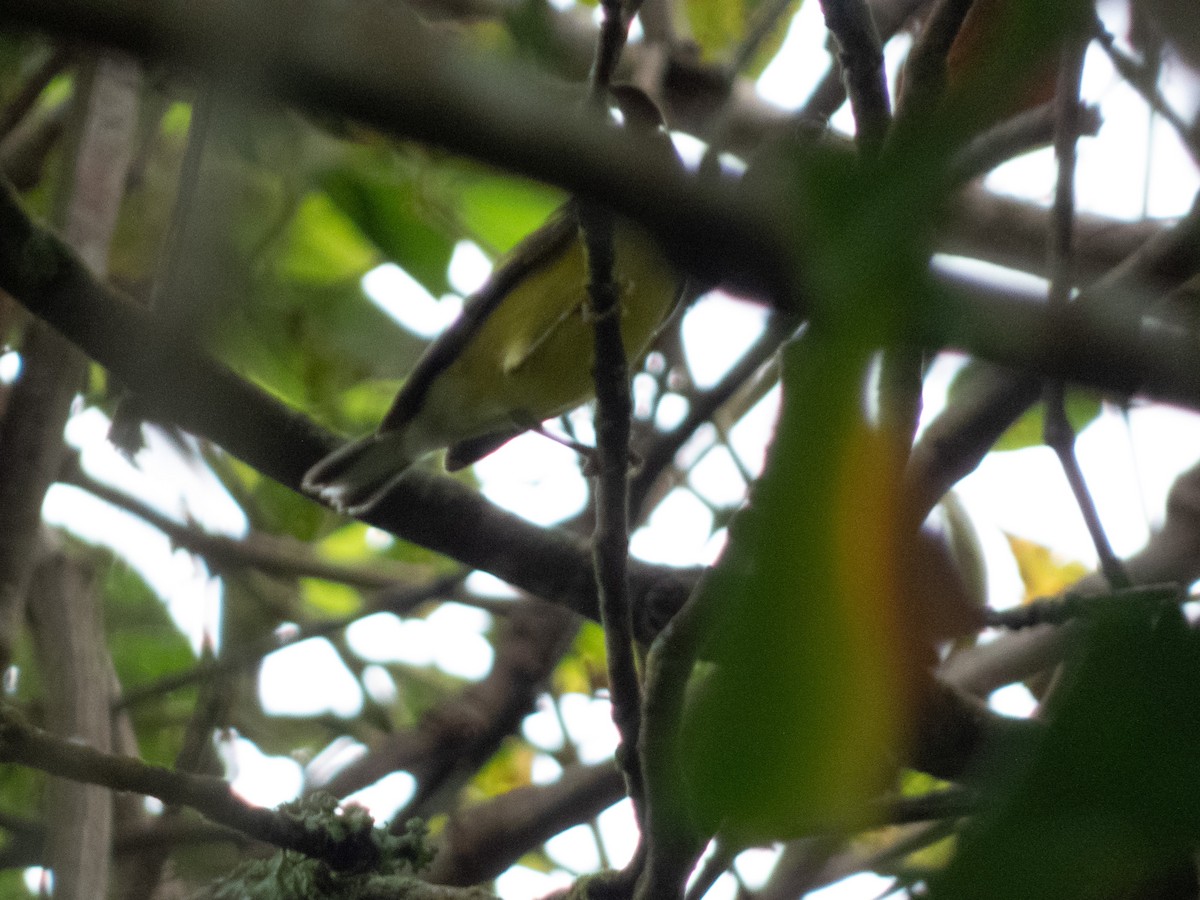 Blue-winged Warbler - ML646644829