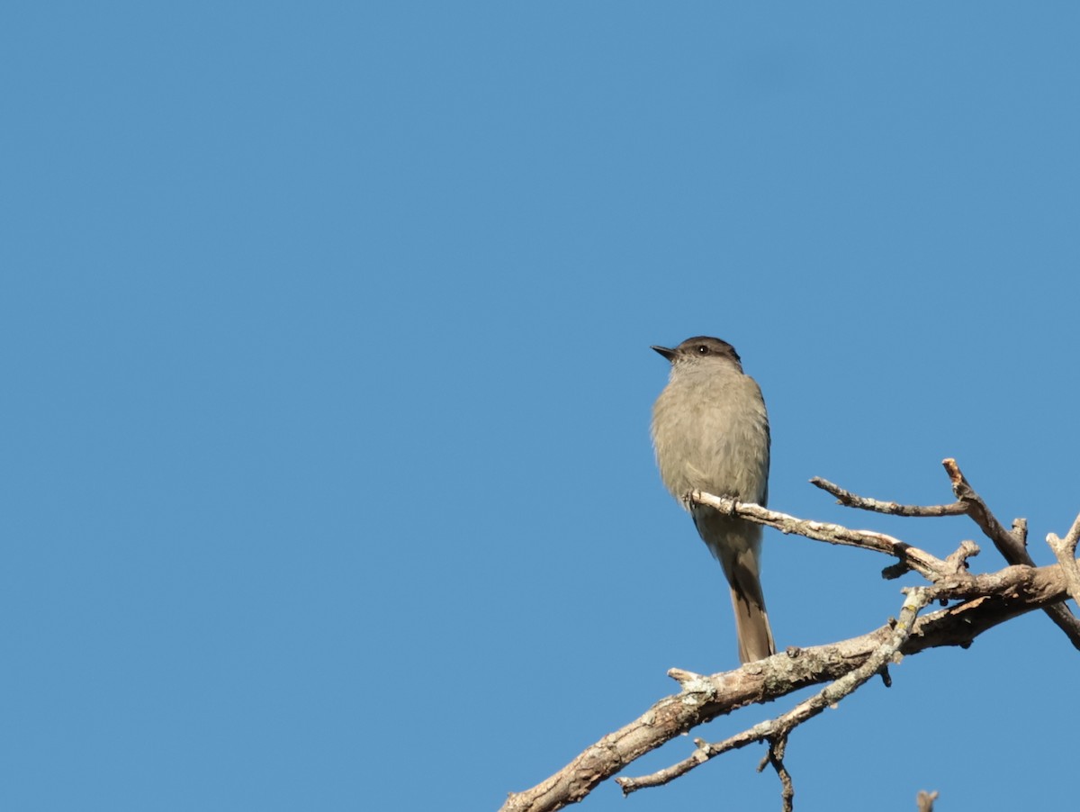 Crowned Slaty Flycatcher - ML646644830