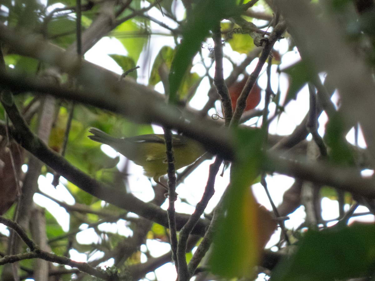 Blue-winged Warbler - ML646644831