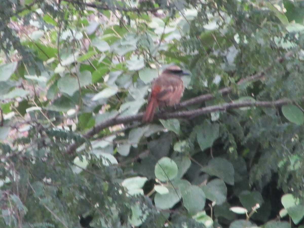 Baird's Flycatcher - ML646644832