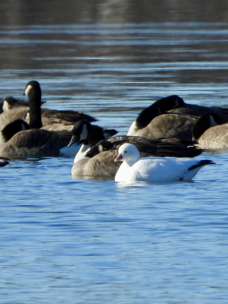 eskimogås - ML646644833