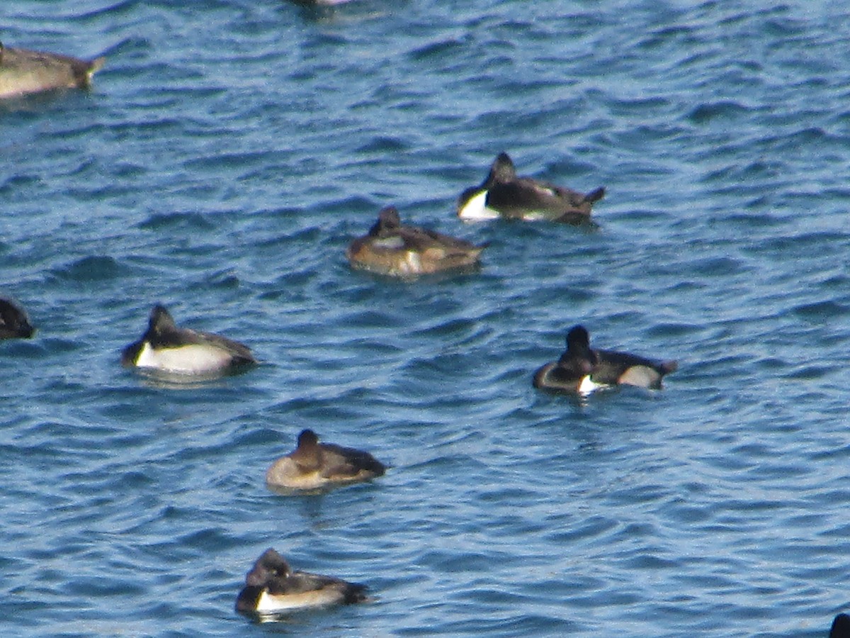 Ring-necked Duck - ML646644834