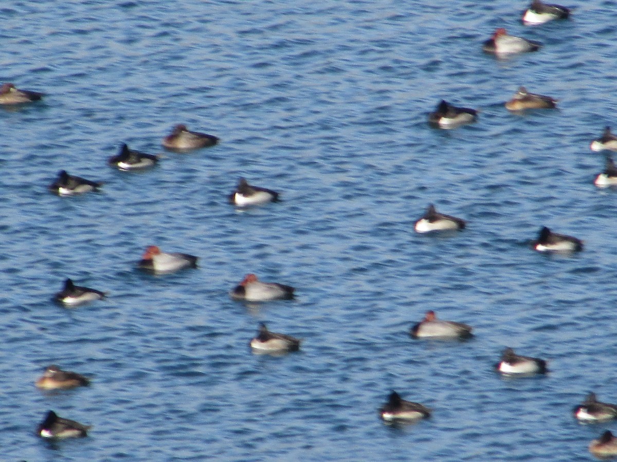 Ring-necked Duck - ML646644835