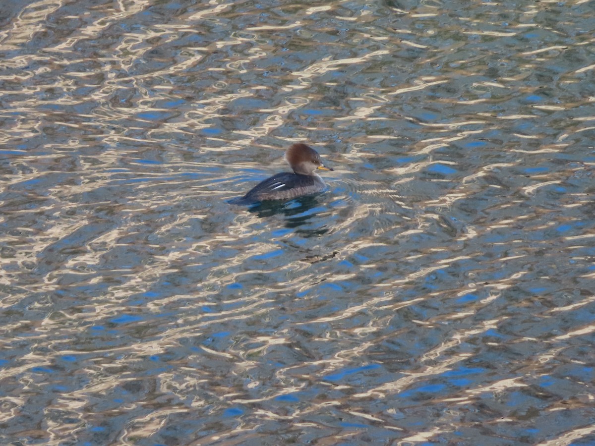 Hooded Merganser - ML646644836