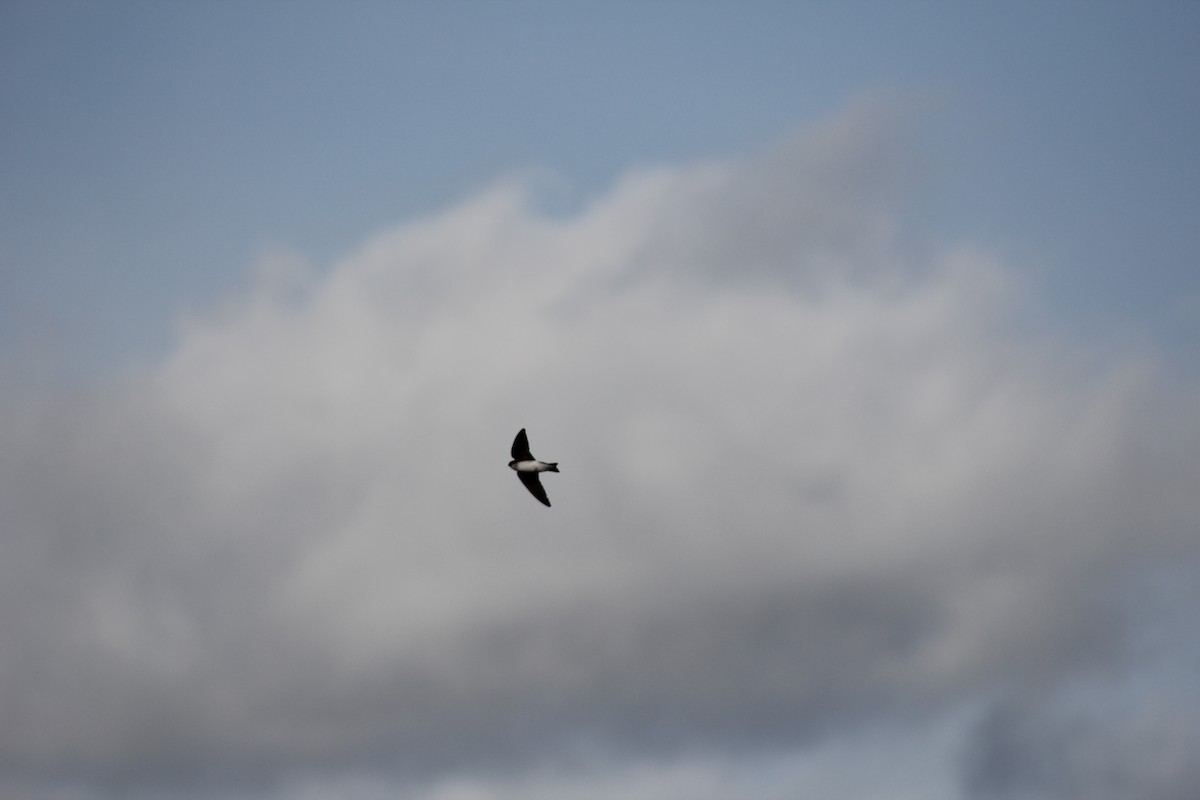 Tree Swallow - ML646644837