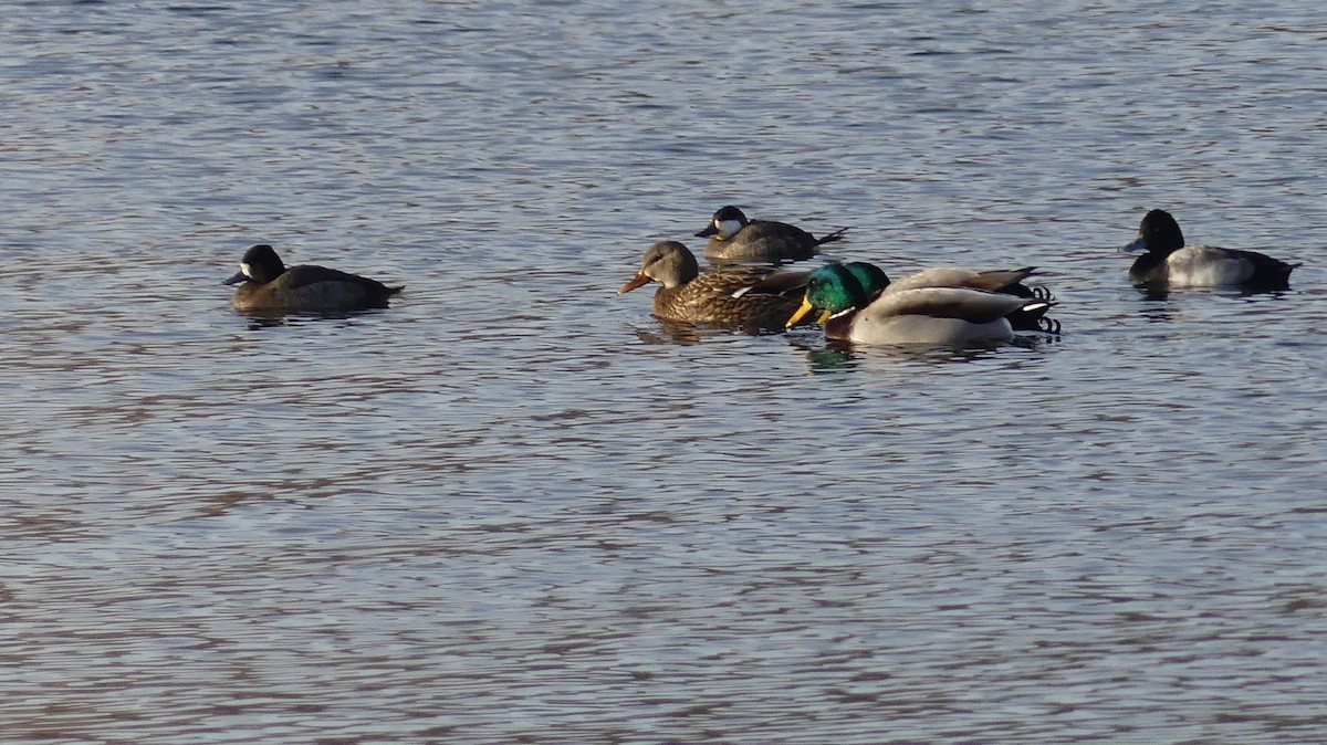 Ruddy Duck - ML646644838