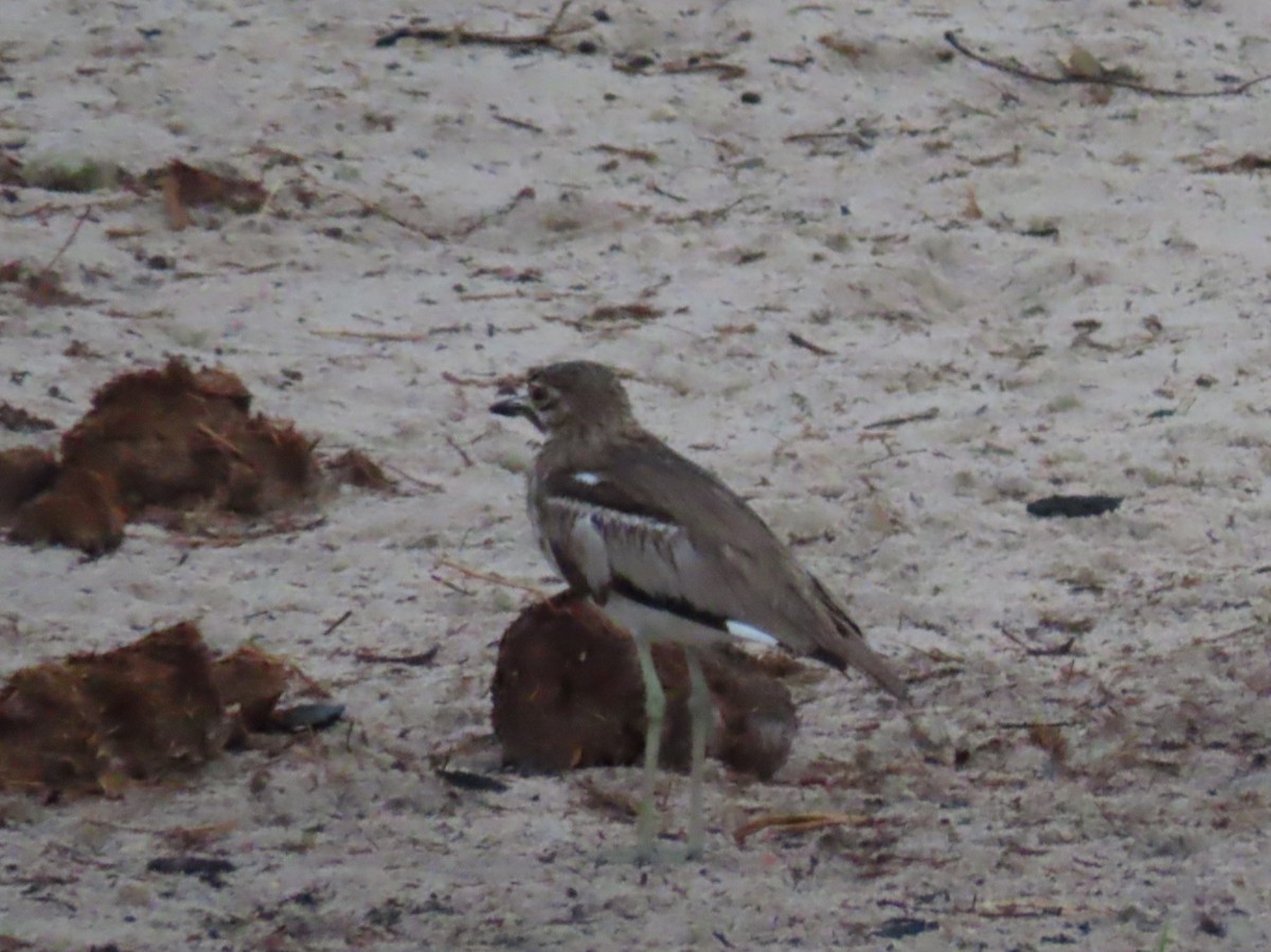 Water Thick-knee - ML646644839