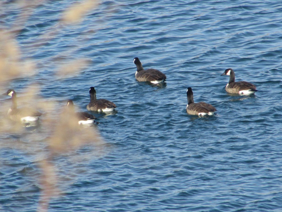 Canada Goose - ML646644840