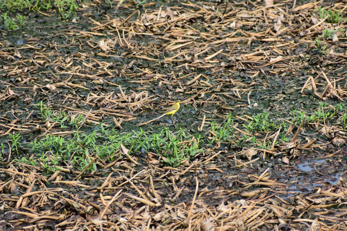 Western Yellow Wagtail - ML646644841