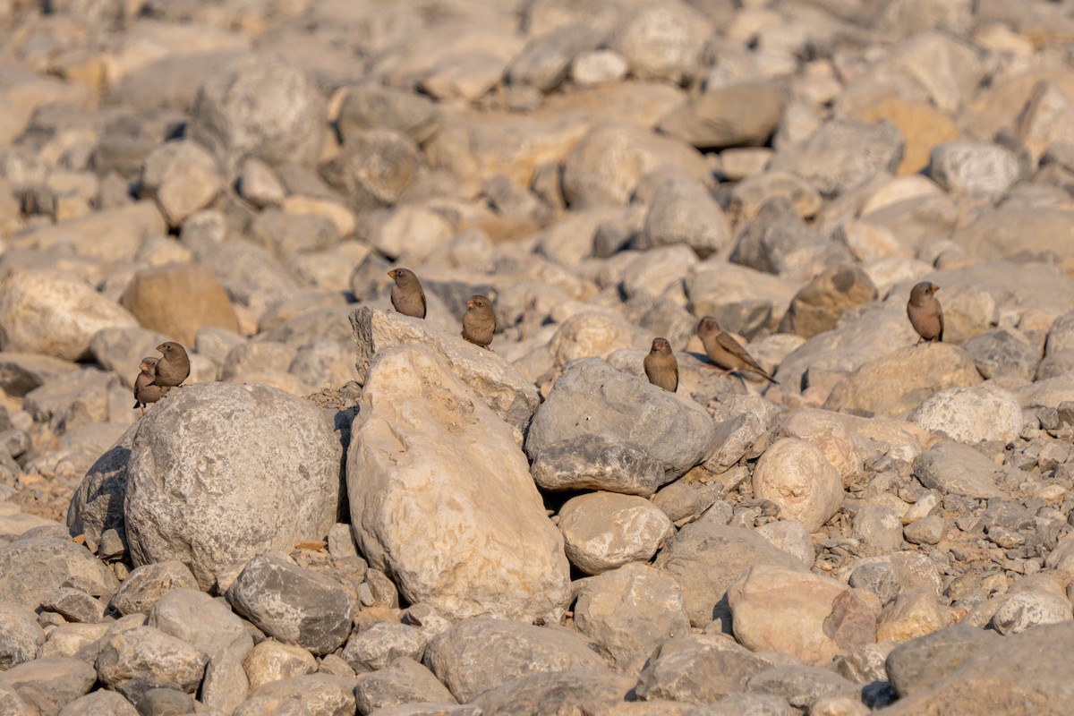 Trumpeter Finch - ML646644842