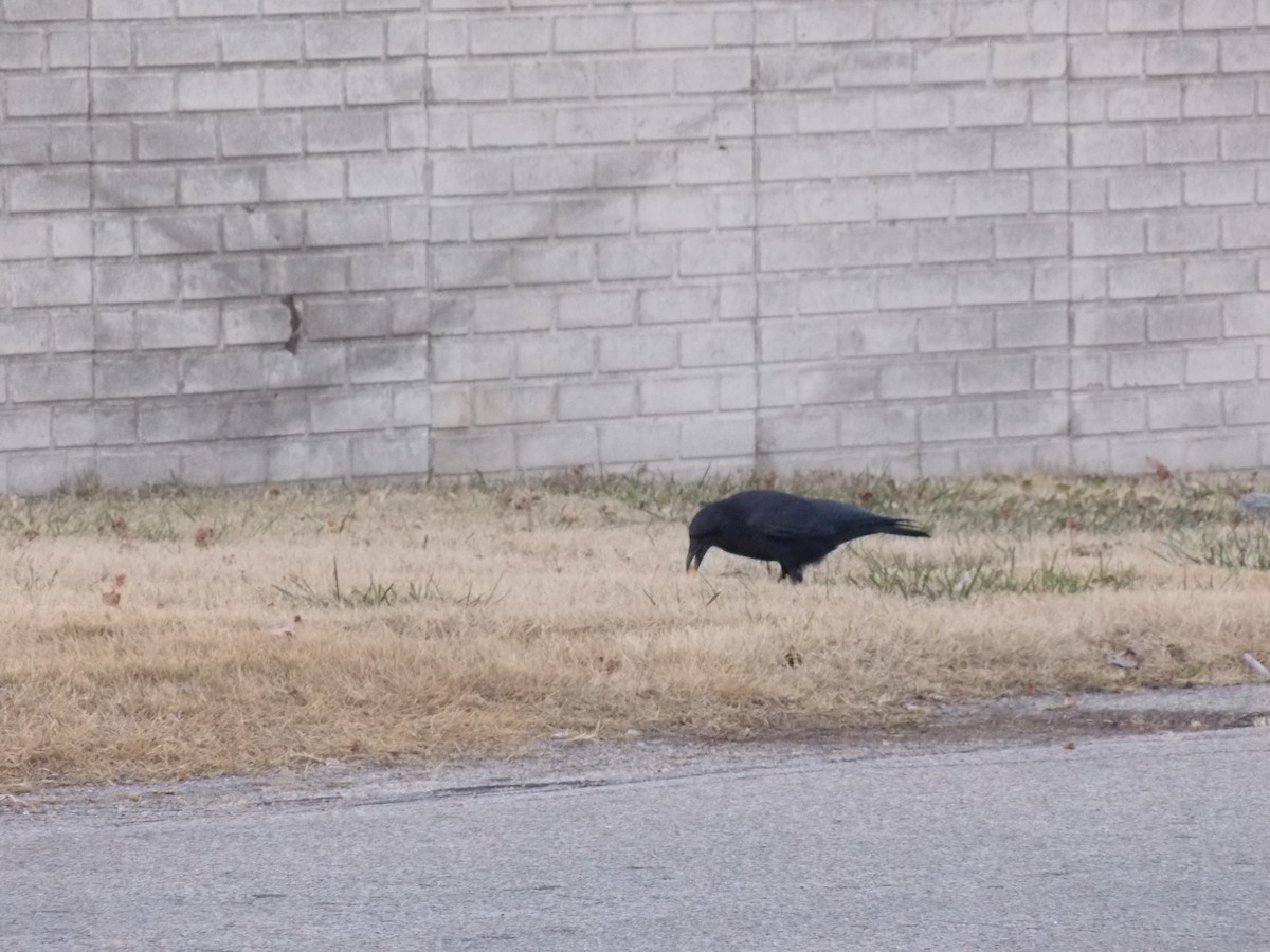 American Crow - ML646644843