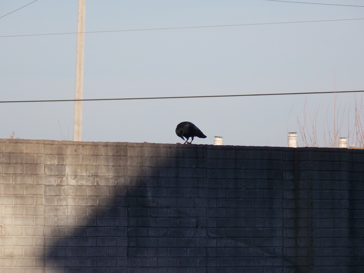 American Crow - ML646644844