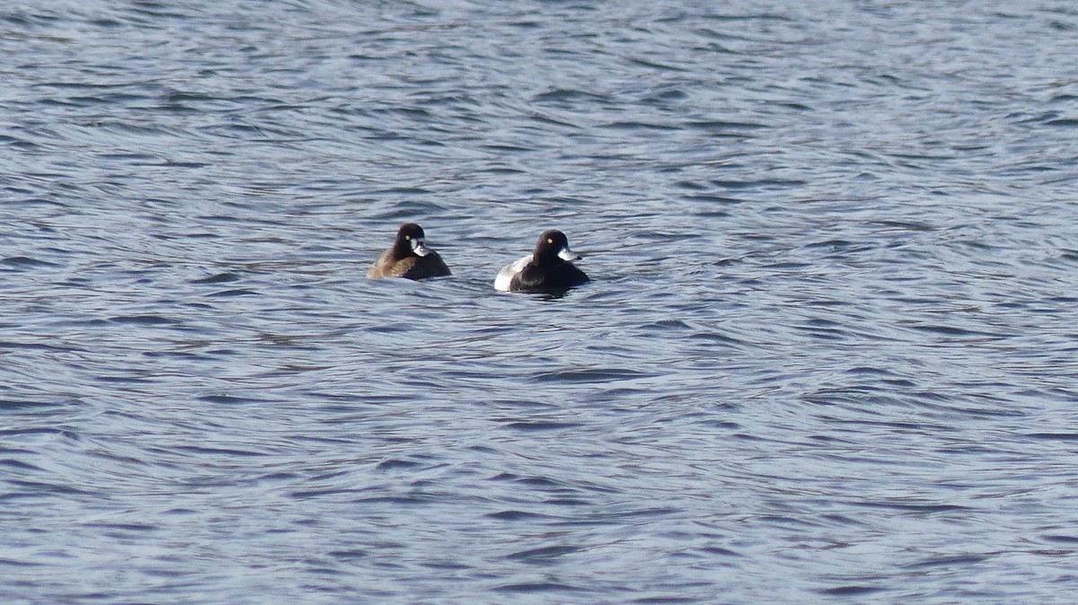 Greater Scaup - ML646644846