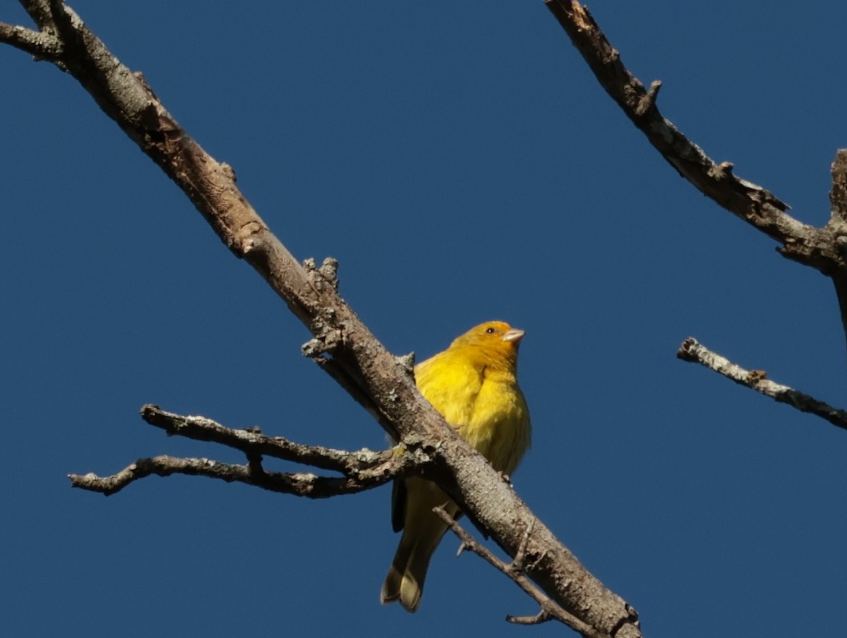 Saffron Finch - ML646644847