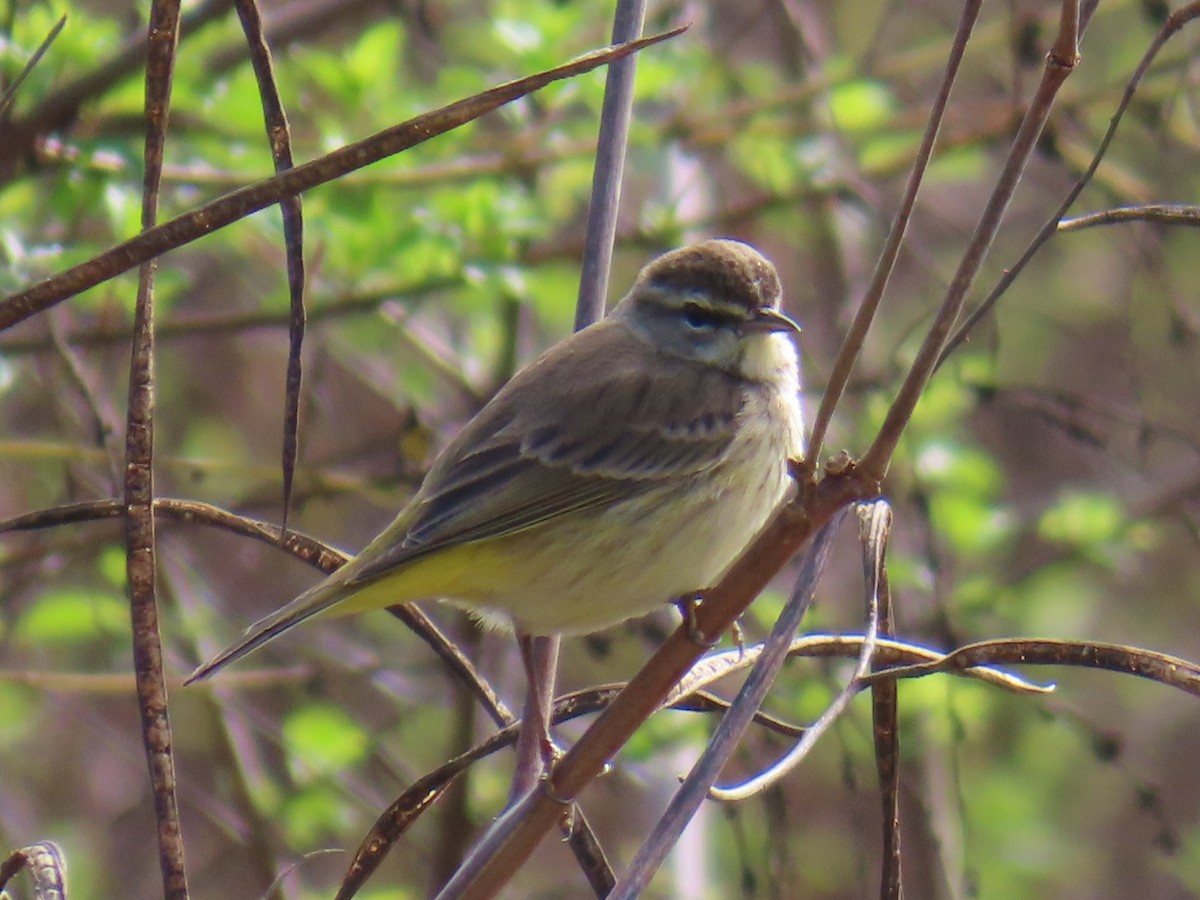 Palm Warbler - ML646644849