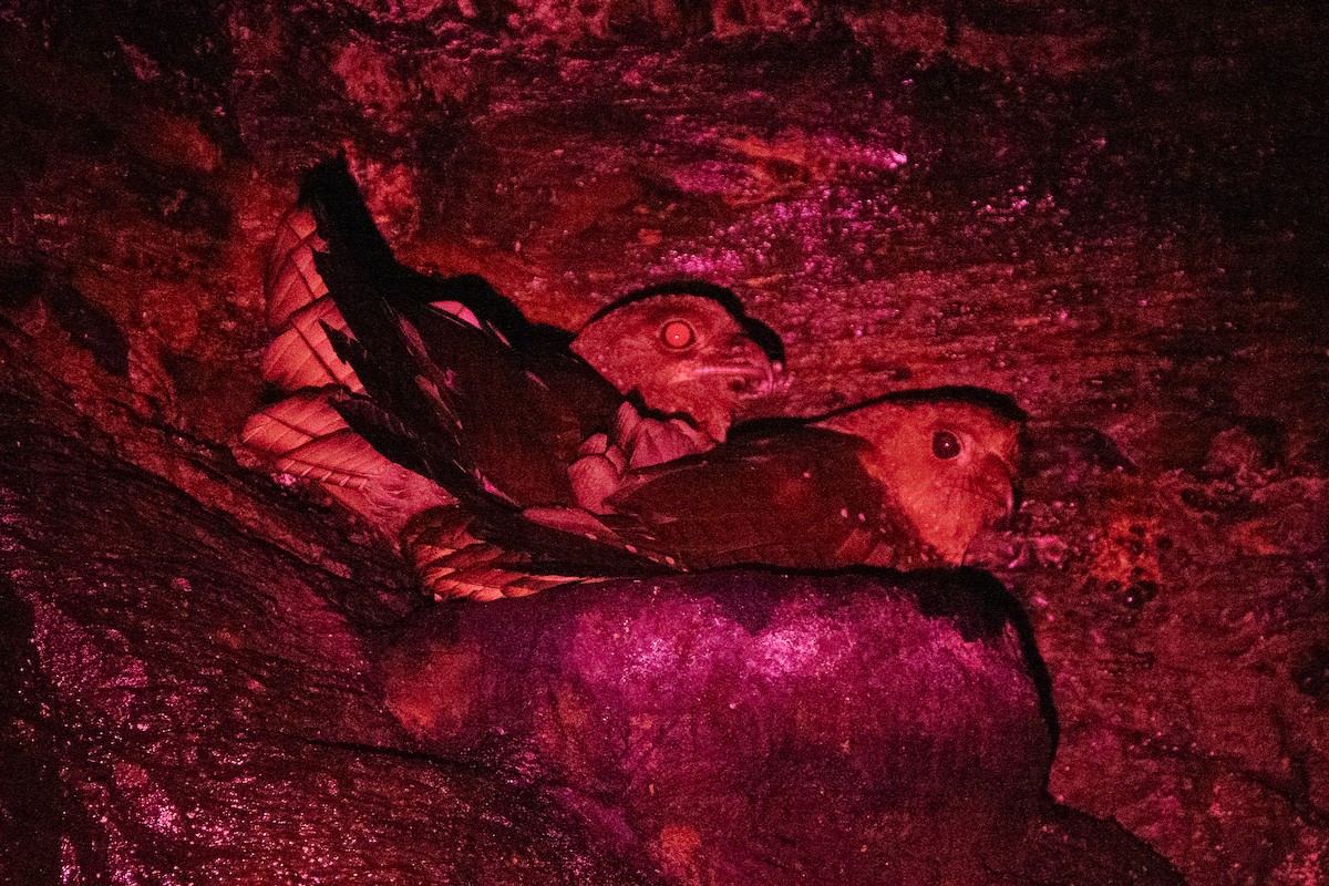 Oilbird - ML646644850