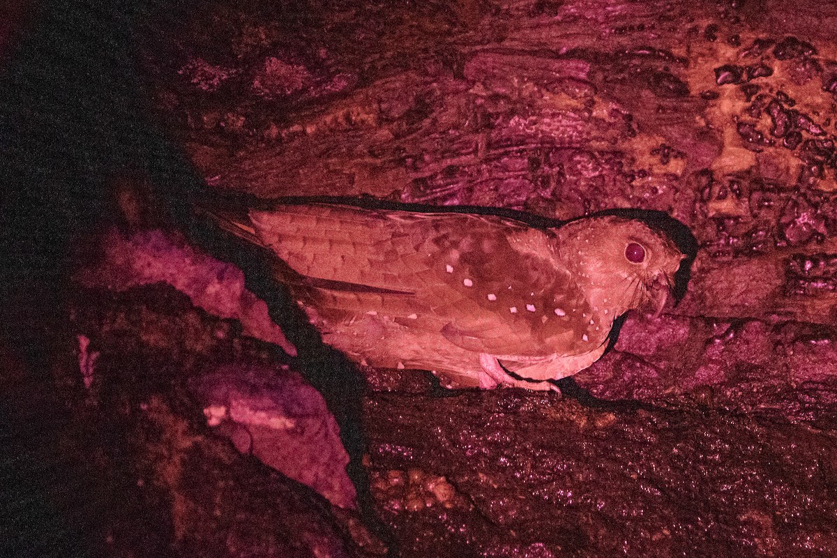 Oilbird - ML646644851